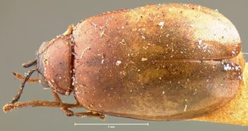 Media type: image; Entomology 18461   Aspect: habitus dorsal view